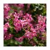 40cm Escallonia 'Donard Seedling' | 2 Litre Pot -Cheap July Plants Store PL38112 main image bd5b