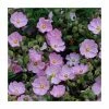 40cm Cistus argenteus 'Silver Pink' | 2 Litre Pot 1 40cm Cistus argenteus 'Silver Pink' | 2 Litre Pot -Cheap July Plants Store PL38122 main image 43ff