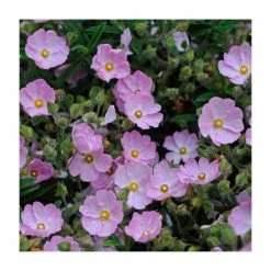 40cm Cistus argenteus 'Silver Pink' | 2 Litre Pot