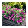 40cm Cistus argenteus 'Sunset' | 2 Litre Pot -Cheap July Plants Store PL38124 main image 97f7