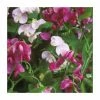 40cm Everlasting Pea Mixed | 2 Litre Pot 2 40cm Everlasting Pea Mixed | 2 Litre Pot -Cheap July Plants Store PL38129 main image 8a7a