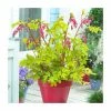 30cm Dicentra' Gold Heart' | 3L Pot 2 30cm Dicentra' Gold Heart' | 3L Pot -Cheap July Plants Store PL38130 main image bc78