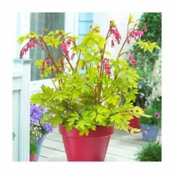 30cm Dicentra' Gold Heart' | 3L Pot