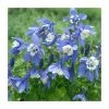 Aquilegia 'Spring Magic Navy & White' | 2L Pot 2 Aquilegia 'Spring Magic Navy & White' | 2L Pot -Cheap July Plants Store PL38133 main image 14f2