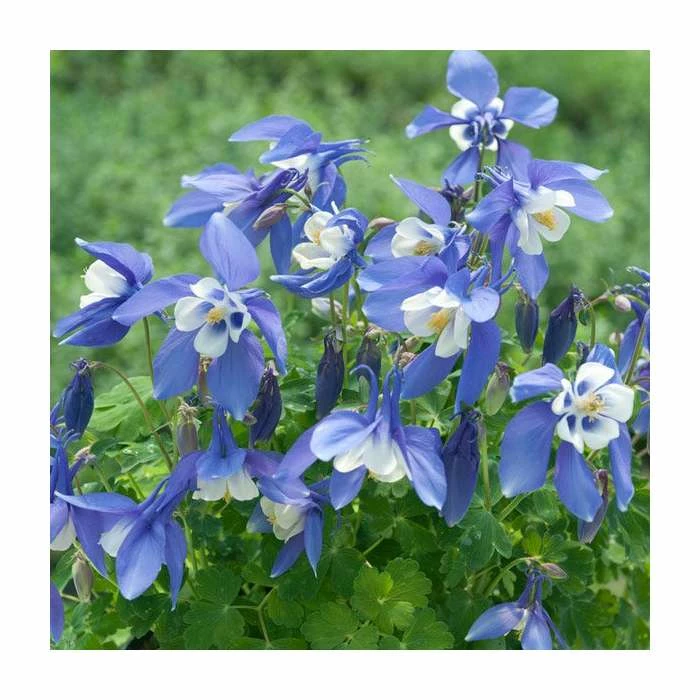 Aquilegia 'Spring Magic Navy & White' | 2L Pot 3 Aquilegia 'Spring Magic Navy & White' | 2L Pot