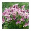 Aquilegia 'Spring Magic Rose & White' | Granny's Bonnet