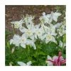 30cm Aquilegia 'Spring Magic White' | 3L Pot