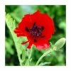 30cm Papaver 'Beauty of Livermere' | 3L Pot