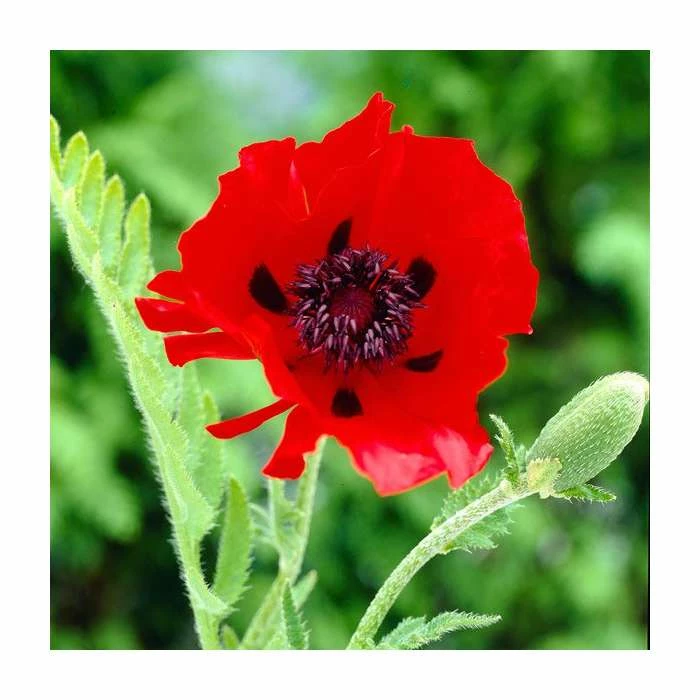 30cm Papaver 'Beauty of Livermere' | 3L Pot 3 30cm Papaver 'Beauty of Livermere' | 3L Pot