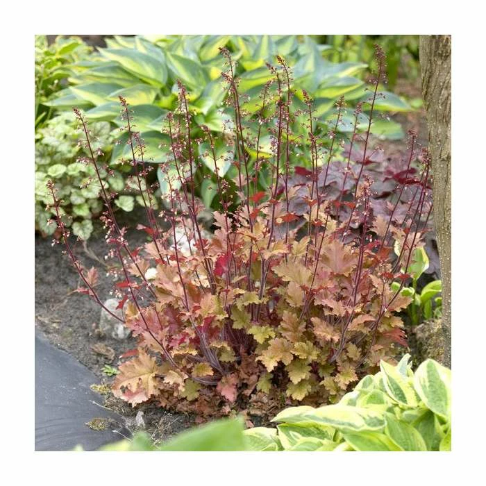 Heuchera 'Marmalade' | Coral Bells 3 Heuchera 'Marmalade' | Coral Bells