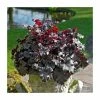 Heuchera 'Plum Pudding' | Coral Bells 2 Heuchera 'Plum Pudding' | Coral Bells -Cheap July Plants Store PL38146 main image 31ed