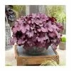 Heuchera 'Wild Rose' | Coral Bells