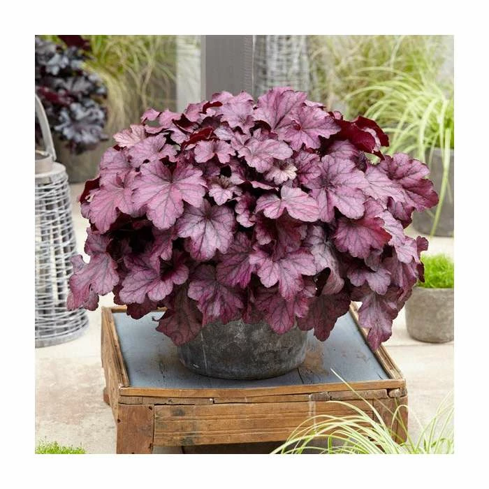 Heuchera 'Wild Rose' | Coral Bells 3 Heuchera 'Wild Rose' | Coral Bells