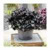 Heuchera x hybrida 'Black Pearl' | Coral Bells 2 Heuchera x hybrida 'Black Pearl' | Coral Bells -Cheap July Plants Store PL38148 main image 49a9