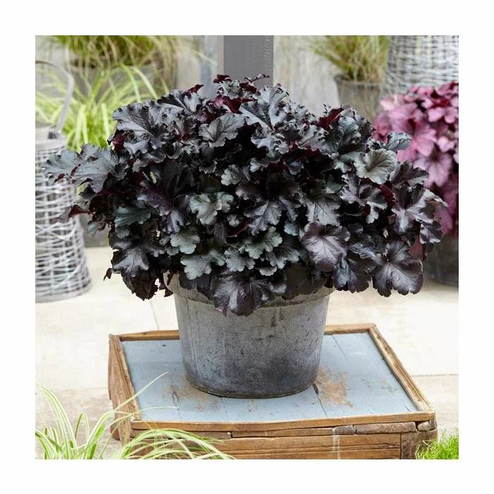 Heuchera x hybrida 'Black Pearl' | Coral Bells 3 Heuchera x hybrida 'Black Pearl' | Coral Bells