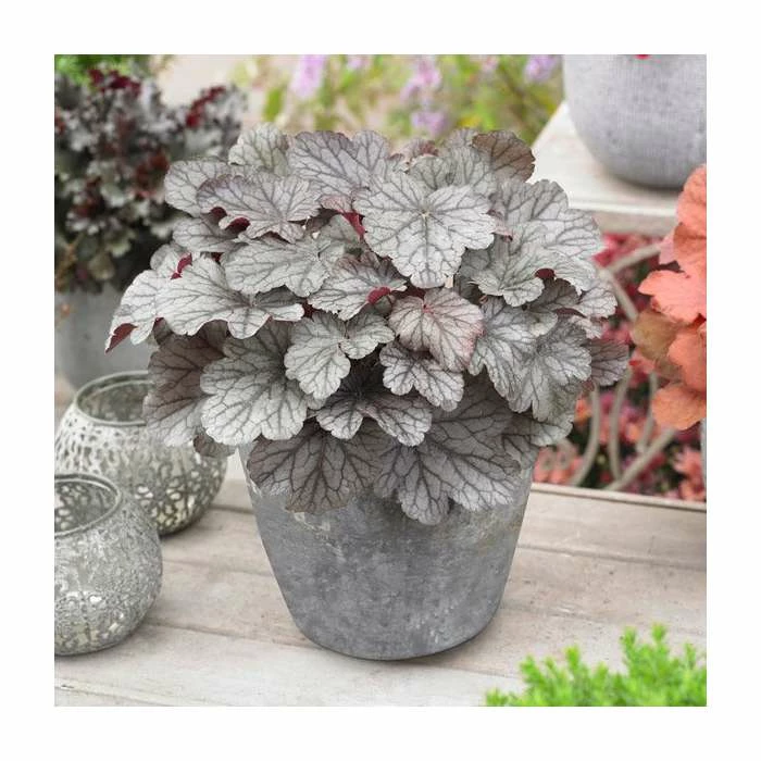 Heuchera x hybrida 'Huckleberry' | Coral Bells 3 Heuchera x hybrida 'Huckleberry' | Coral Bells