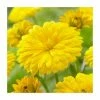 30cm Calendula 'Power Daisy Sunny' | 3L Pot -Cheap July Plants Store PL38153 main image 8203