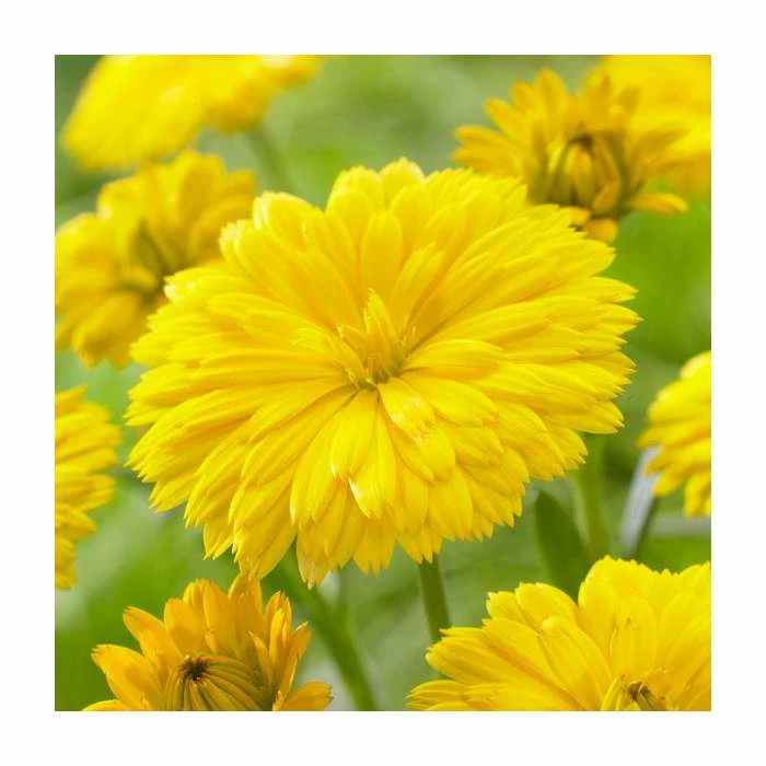 30cm Calendula 'Power Daisy Sunny' | 3L Pot 3 30cm Calendula 'Power Daisy Sunny' | 3L Pot