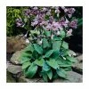 20cm Hosta 'Halcyon' | 3L Pot -Cheap July Plants Store PL38158 main image f135
