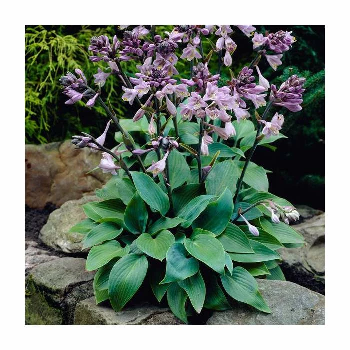 20cm Hosta 'Halcyon' | 3L Pot 3 20cm Hosta 'Halcyon' | 3L Pot