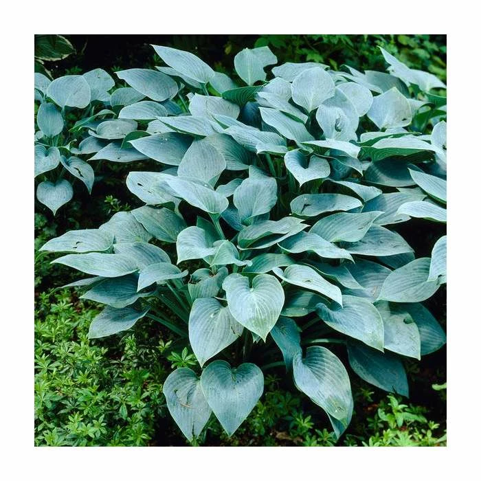 20cm Hosta 'Halcyon' | 3L Pot 4 20cm Hosta 'Halcyon' | 3L Pot - Image 2
