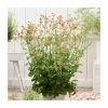 Geum 'Totally Tangerine' | Aven -Cheap July Plants Store PL38162 main image 1c8f