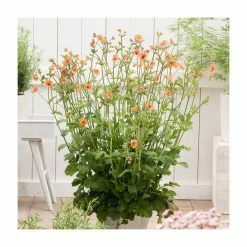 Geum 'Totally Tangerine' | Aven