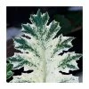 30cm Acanthus 'Whitewater' | 3L Pot 1 30cm Acanthus 'Whitewater' | 3L Pot -Cheap July Plants Store PL38163 main image e3cd