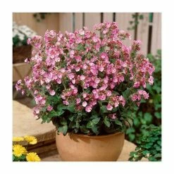 30cm Silene 'Rollies Favourite' | 3L Pot