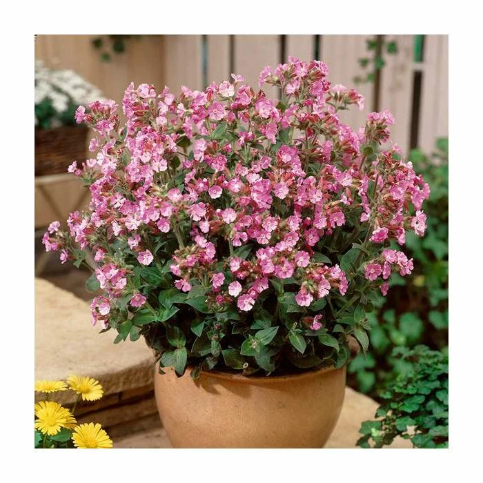 30cm Silene 'Rollies Favourite' | 3L Pot 3 30cm Silene 'Rollies Favourite' | 3L Pot