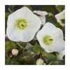 2ft Helleborus 'Ice N Roses® Bianco' | 4.5L Pot | Helleborus Gold Collection® 1 2ft Helleborus 'Ice N Roses® Bianco' | 4.5L Pot | Helleborus Gold Collection® -Cheap July Plants Store PL50098 main image 2ede