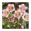 2ft Helleborus 'Ice N Roses® Carlotta' | 4.5L Pot | Helleborus Gold Collection® 2 2ft Helleborus 'Ice N Roses® Carlotta' | 4.5L Pot | Helleborus Gold Collection® -Cheap July Plants Store PL50099 main image 326a