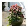 2ft Helleborus 'Ice N Roses® Early Rose' | 4.5L Pot | Helleborus Gold Collection® 2 2ft Helleborus 'Ice N Roses® Early Rose' | 4.5L Pot | Helleborus Gold Collection® -Cheap July Plants Store PL50101 main image 70ca