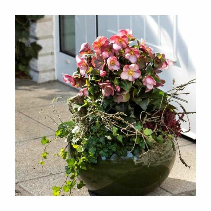 2ft Helleborus 'Ice N Roses® Early Rose' | 4.5L Pot | Helleborus Gold Collection® 3 2ft Helleborus 'Ice N Roses® Early Rose' | 4.5L Pot | Helleborus Gold Collection®