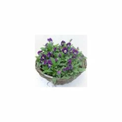 Viola 'Deep Marina Petite' | 30cm Rattan Hanging Basket -Cheap July Plants Store PL50121 add image 2 c0b7
