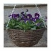 Viola 'Deep Marina Petite' | 30cm Rattan Hanging Basket -Cheap July Plants Store PL50121 main image 6778