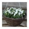 Viola 'White Petite' | 30cm Rattan Hanging Basket 1 Viola 'White Petite' | 30cm Rattan Hanging Basket -Cheap July Plants Store PL50122 main image f00b