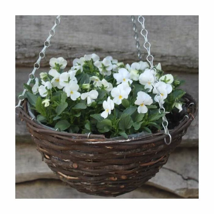 Viola 'White Petite' | 30cm Rattan Hanging Basket 2 Viola 'White Petite' | 30cm Rattan Hanging Basket