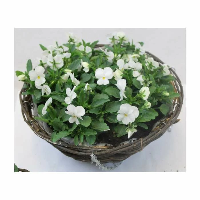 Viola 'White Petite' | 30cm Rattan Hanging Basket 3 Viola 'White Petite' | 30cm Rattan Hanging Basket - Image 2