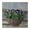 Viola 'Jolly Face Petite' | 30cm Rattan Hanging Basket