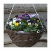 Viola 'Petite Mixed' | 30cm Rattan Hanging Basket 1 Viola 'Petite Mixed' | 30cm Rattan Hanging Basket -Cheap July Plants Store PL50125 main image 4c83