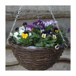 Viola 'Petite Mixed' | 30cm Rattan Hanging Basket