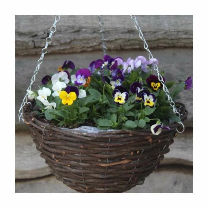 Viola 'Petite Mixed' | 30cm Rattan Hanging Basket 3 Viola 'Petite Mixed' | 30cm Rattan Hanging Basket