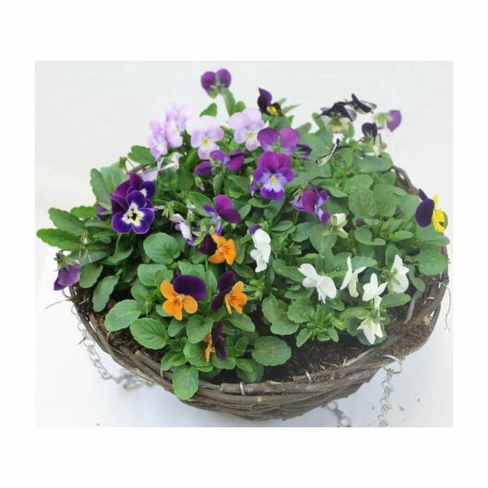 Viola 'Petite Mixed' | 30cm Rattan Hanging Basket 4 Viola 'Petite Mixed' | 30cm Rattan Hanging Basket - Image 2