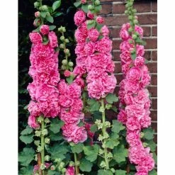 Alcea rosea 'Chaters Double Rose' | Hollyhock