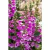 Digitalis Purpurea 'Dalmatian Purple' | Foxglove