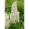 Delphinium 'Magic Fountain Pure White' | Larkspur 1 Delphinium 'Magic Fountain Pure White' | Larkspur -Cheap July Plants Store PL503898 9cb9