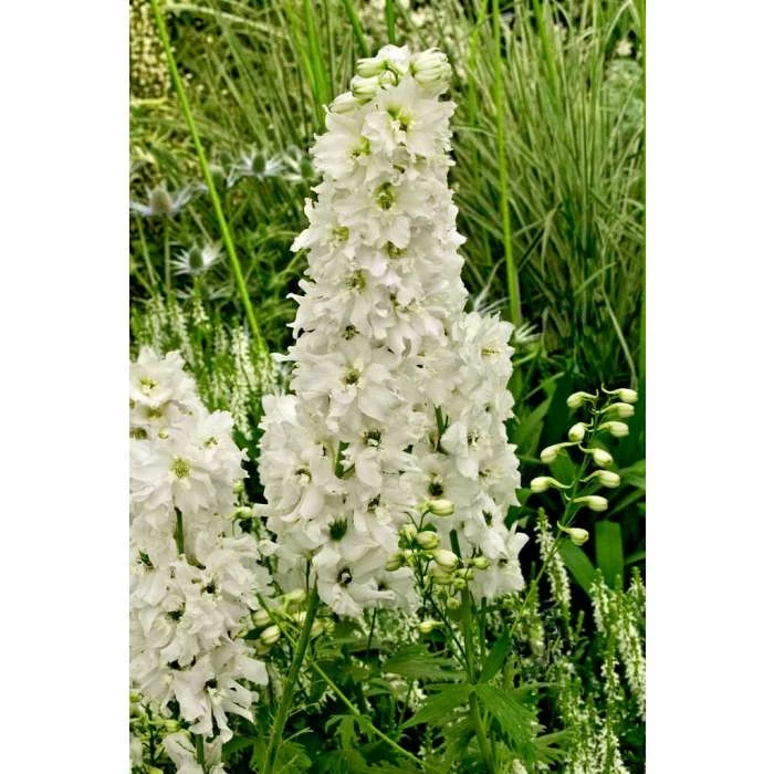 Delphinium 'Magic Fountain Pure White' | Larkspur 3 Delphinium 'Magic Fountain Pure White' | Larkspur