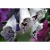 Digitalis Purpurea 'Dalmatian White' | Foxglove 1 Digitalis Purpurea 'Dalmatian White' | Foxglove -Cheap July Plants Store PL503908 a6e6