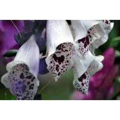 Digitalis Purpurea 'Dalmatian White' | Foxglove
